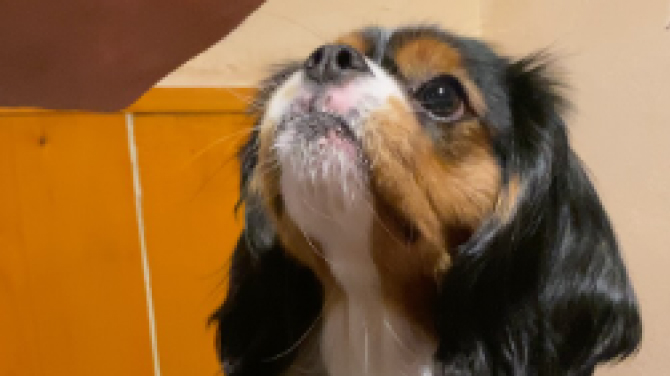 ペット同伴OK！